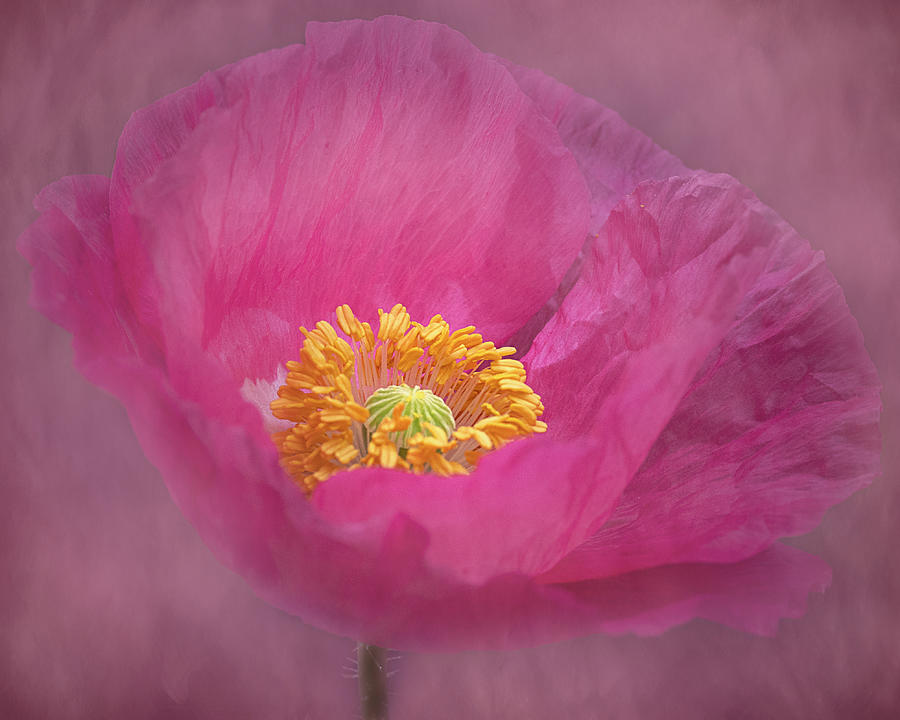 Morning Poppy Photograph by Paula Ponath