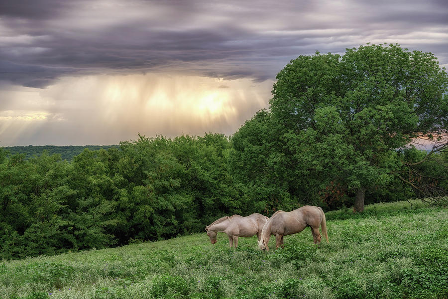 Morning Rain and Horses Photograph by James Barber