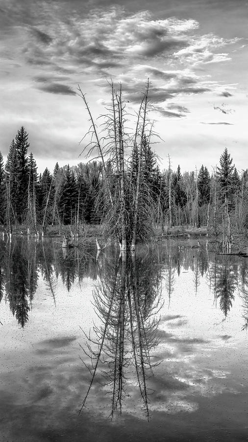 Beaver Pond Morning Reflection - Grand Teton National Park Photograph by Stephen Stookey