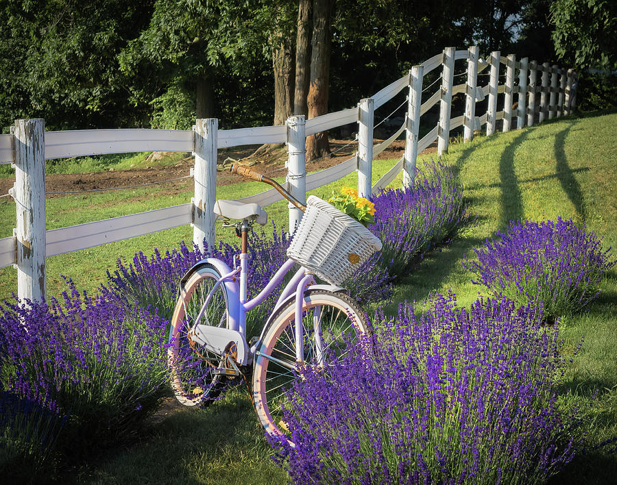 Morning ride into the lavender fields Photograph by Sylvia Goldkranz