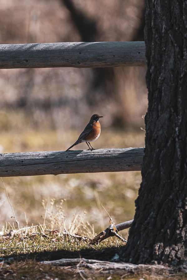 Morning Robin Photograph by Brian Anderson Morning Robin Photograph by Brian Anderson