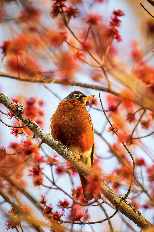 Morning Robin in Red Maple Blossoms Photograph by Rachel Morrison