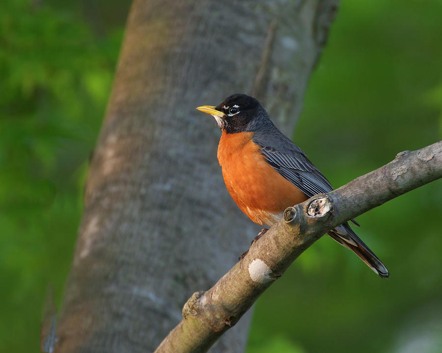 Morning Robin Photograph by Timothy McIntyre