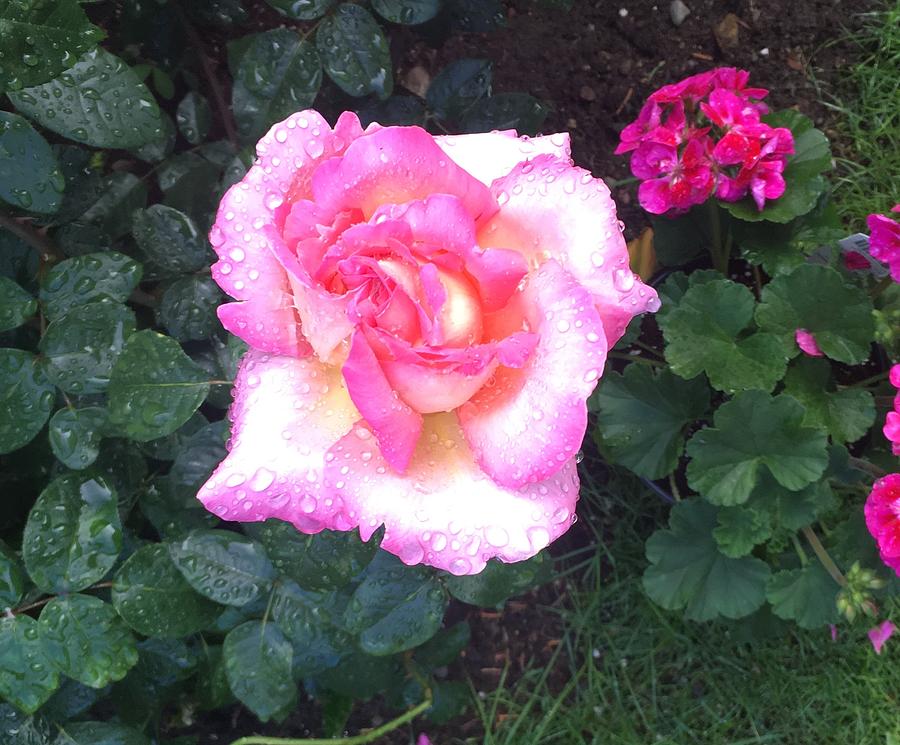 Morning Rose  Photograph by Kim Prowse