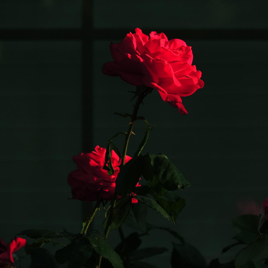 Morning Roses Photograph by Bill Tomsa