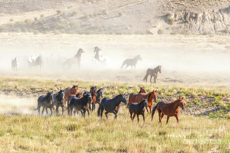 Horse Photograph - Morning Run by Jennifer Jenson