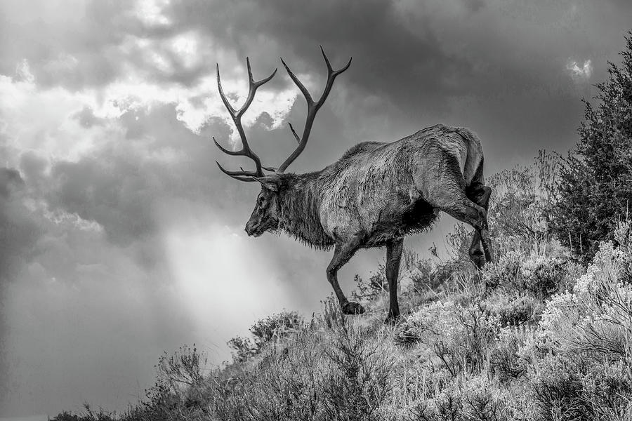 Morning Run, Yellowstone Elk Photograph by Marcy Wielfaert
