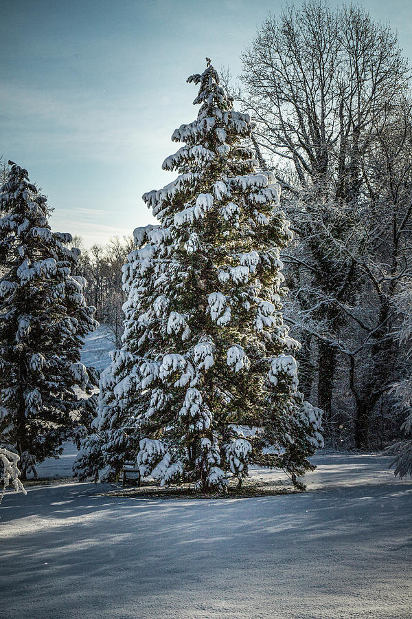 Morning Snow Photograph by Glenn Davis