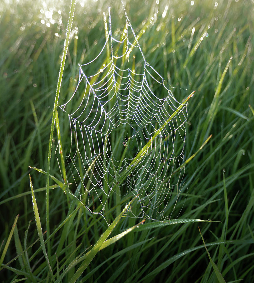 Spider Photograph - Morning Spider Web by Phil And Karen Rispin