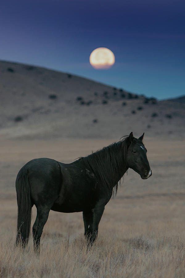 Morning Stallion Photograph by Kent Keller