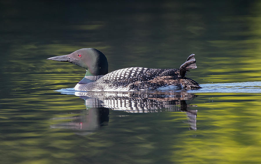 Morning Stretch - Common Loon - Gavia Immer Photograph by Spencer Bush