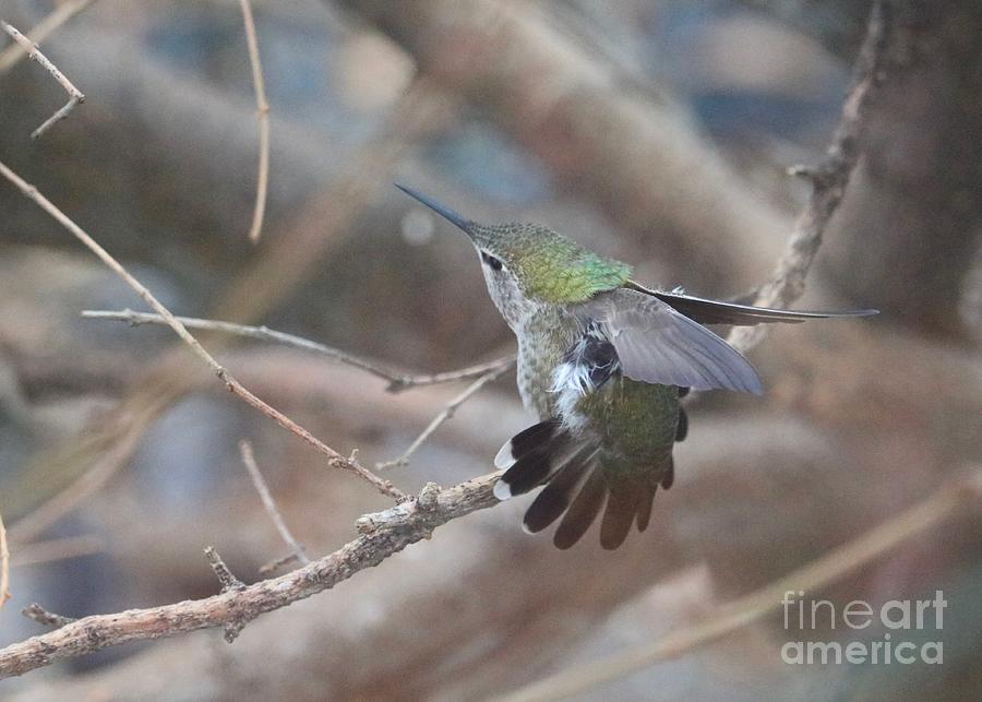 Morning Stretch Hummingbird with Fun Feathers Photograph by Carol Groenen