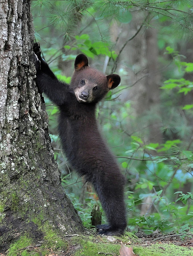 Morning Stretch Photograph by Rick Kratz Morning Stretch Photograph by Rick Kratz