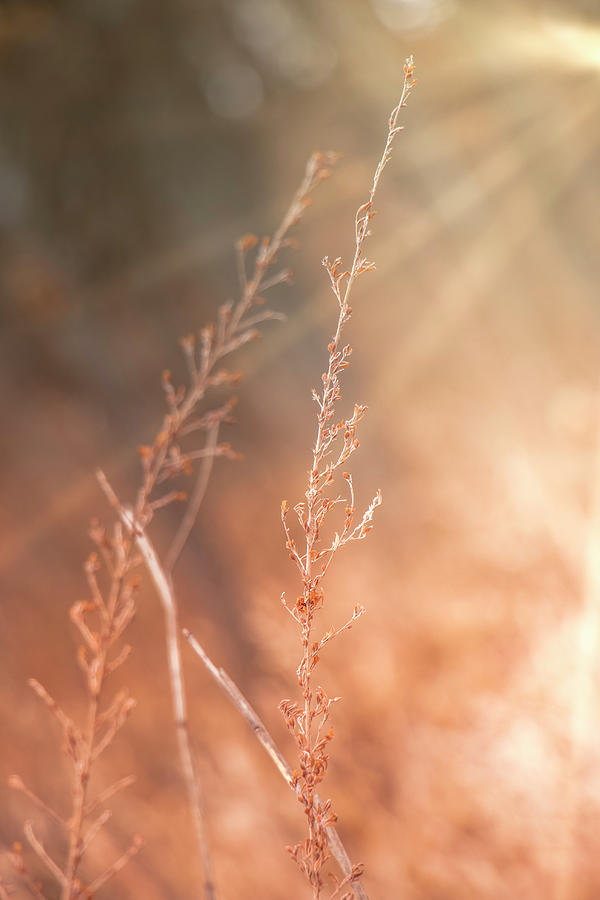 Morning Sun Photograph by Allin Sorenson