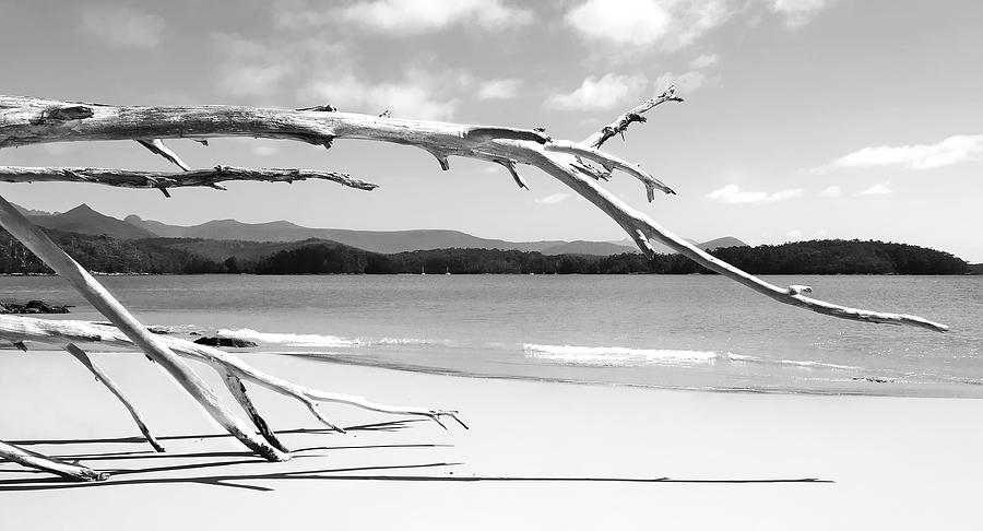 Driftwood at Cockle Creek - BW Photograph by Lexa Harpell