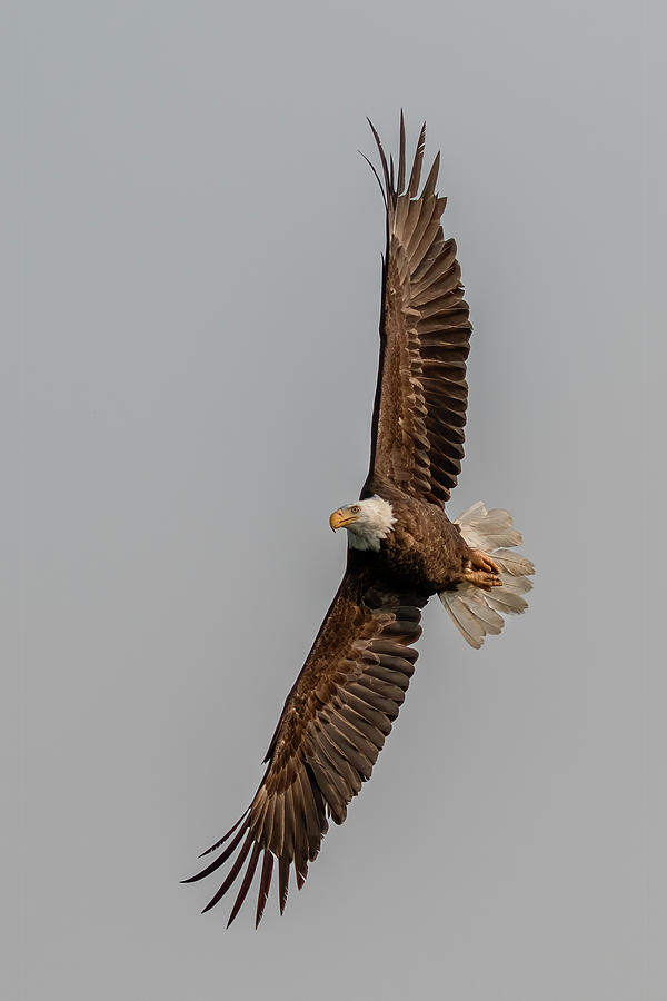 Morning Sun Eagle Photograph by Randy Robbins Morning Sun Eagle Photograph by Randy Robbins