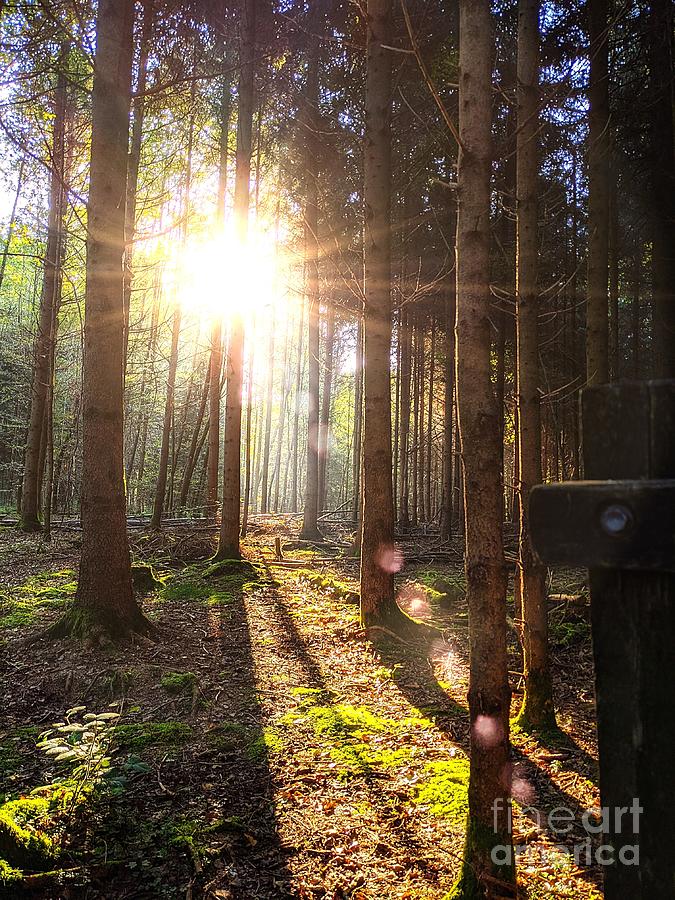 Morning Sun In The Forest Photograph by Claudia Zahnd-Prezioso
