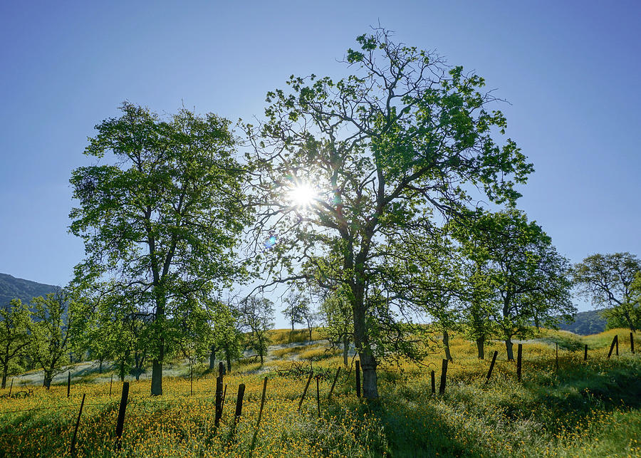 Morning Sun Yokohl Valley  Photograph by Brett Harvey