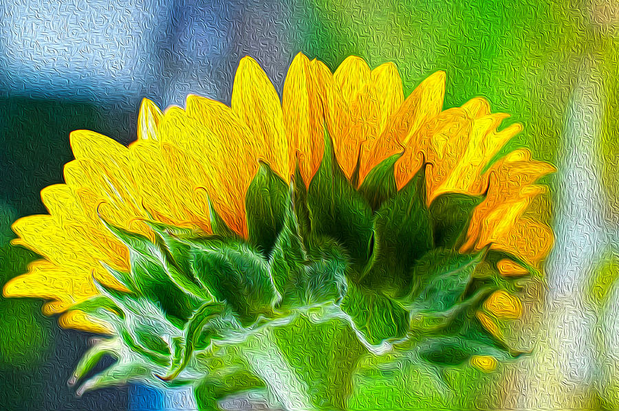 Morning Sunflower Photograph by Caroline Stella