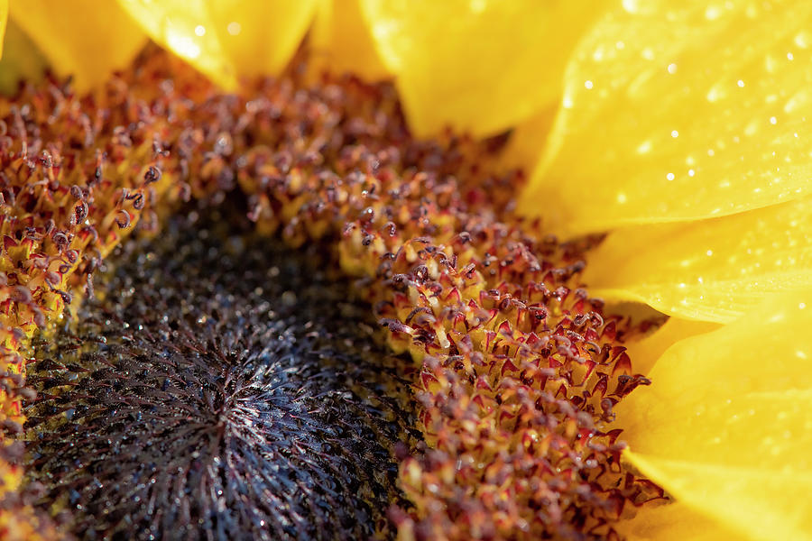 Morning Sunflower Photograph by Karen Cox