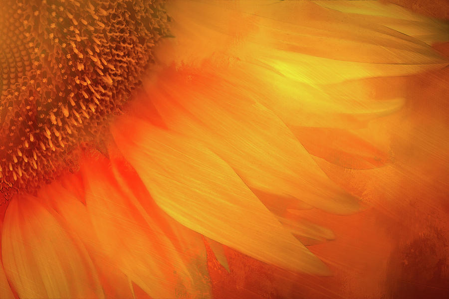 Morning Sunflower Digital Art by Terry Davis