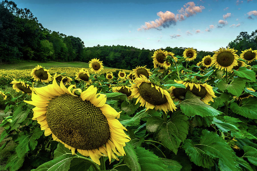 Morning Sunflowers Photograph by Eric Albright