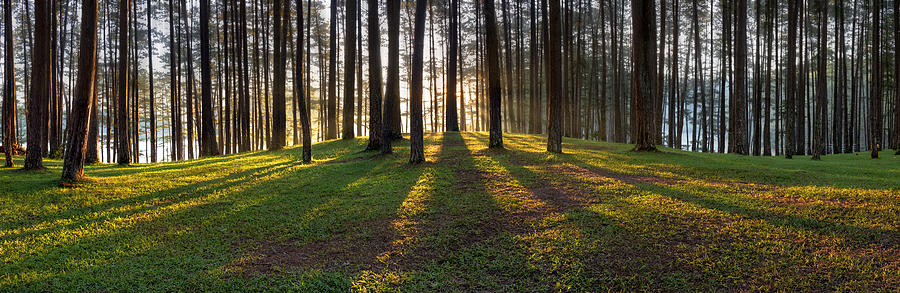 Morning sunlight in the pine forest Photograph by Thanh Thuy