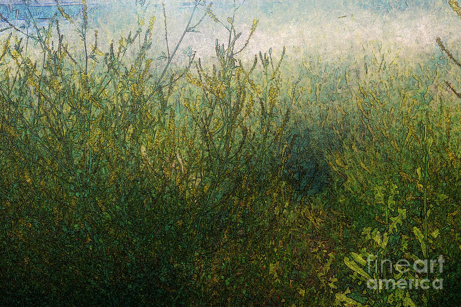 Morning Sunlight On Meadow Photograph
