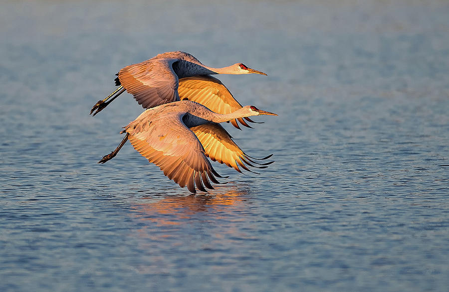 Morning Takeoff Photograph by Art Cole