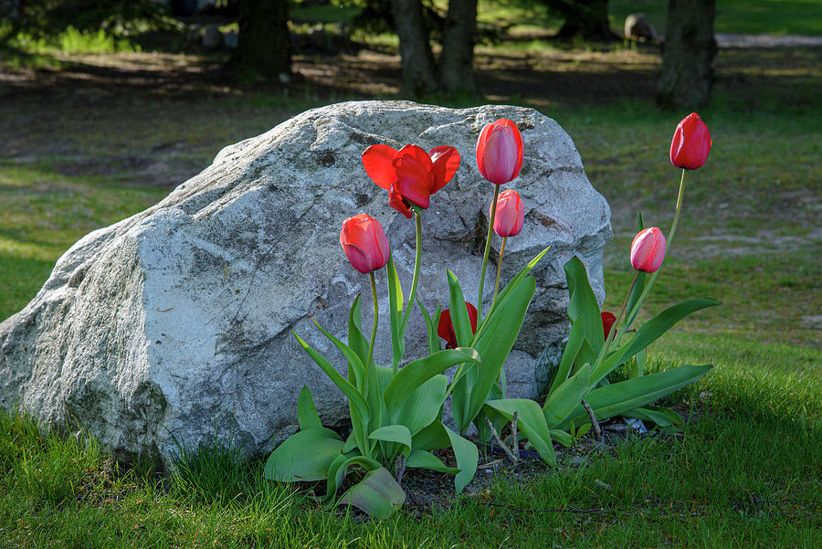 Morning Tulips Photograph by Mary Lee Dereske