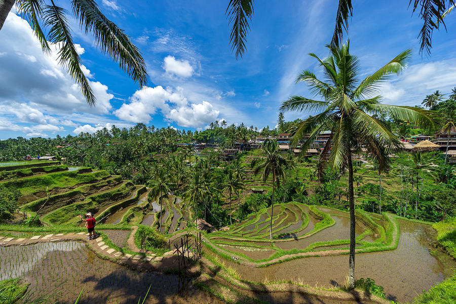Morning view over beautiful rice terraces in the morning light near Tegallalang village, Ubud, Bali, Indonesia. Photograph by Shaifulzamri
