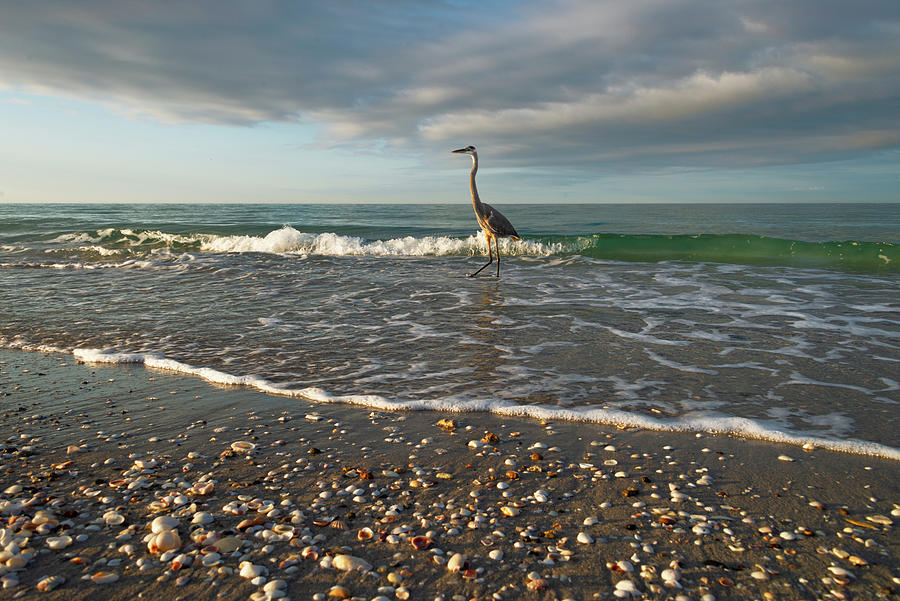 Morning Wading Photograph by Russ Burch