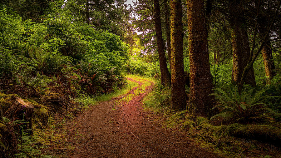 Morning Walk in the Coastal Forest Photograph by Bill Posner