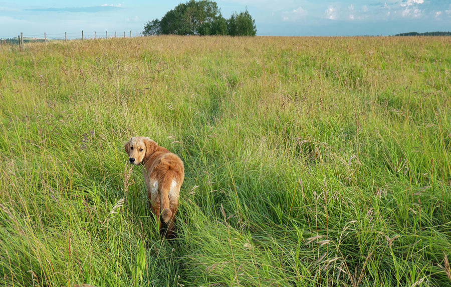 Dog Photograph - Morning Walk With A Golden Retriever by Phil And Karen Rispin