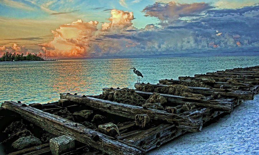 Heron Photograph - Morning Watch by HH Photography of Florida
