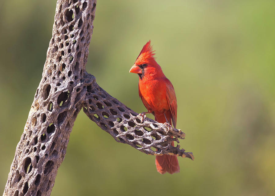 Wildlife Photograph - Morning Watch - Northern Cardinal by Rosemary Woods Images
