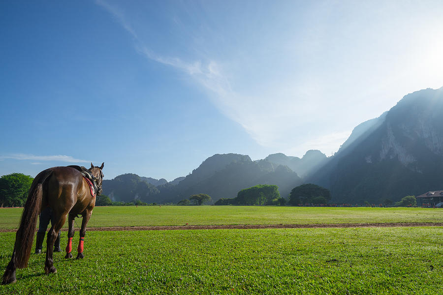 Morning with horse Photograph by Shaifulzamri