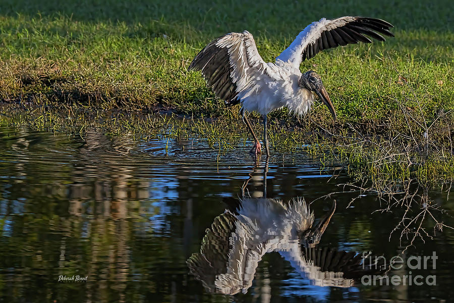 Morning Wood Stork Reflection Photograph by Deborah Benoit