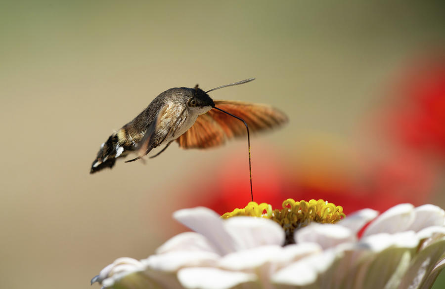 hummingbird hawk moth
