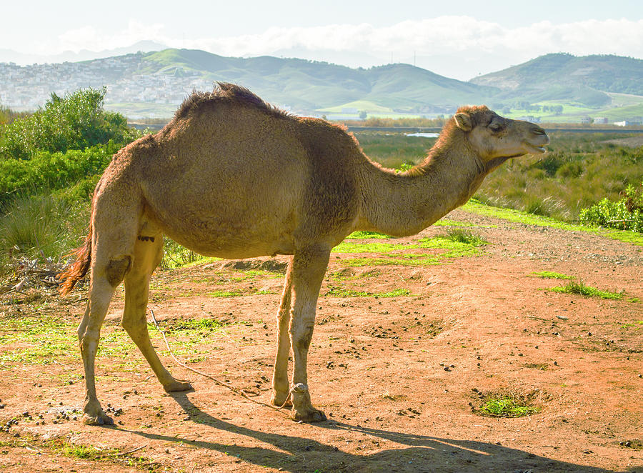 Moroccan Camel Photograph by Deborah Smolinske