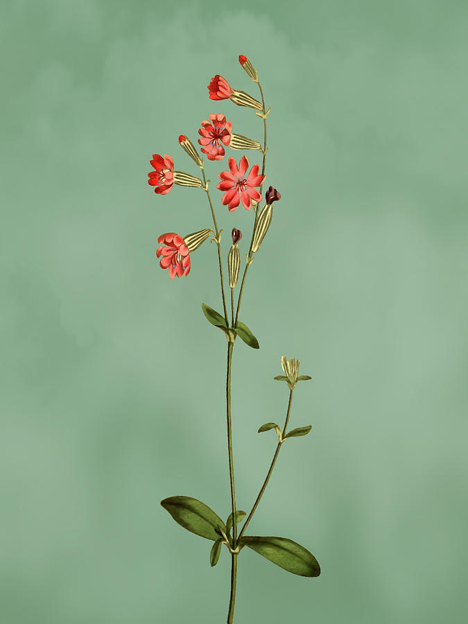 Morocco Catchfly Flower on Misty Green With Dry Brush Effect Mixed Media by Movie Poster Prints