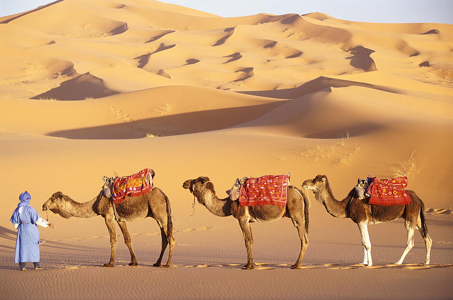 Morocco, Sahara Desert, man holding three camels Photograph by Peter Adams
