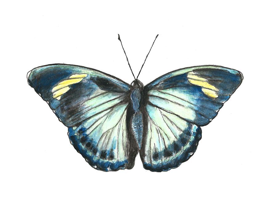 Morpho Butterfly Painting by Pamela Schwartz