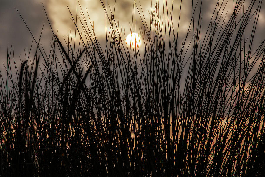 Morro Bay Beach Grass Photograph by Peter Bennett - Fine Art America