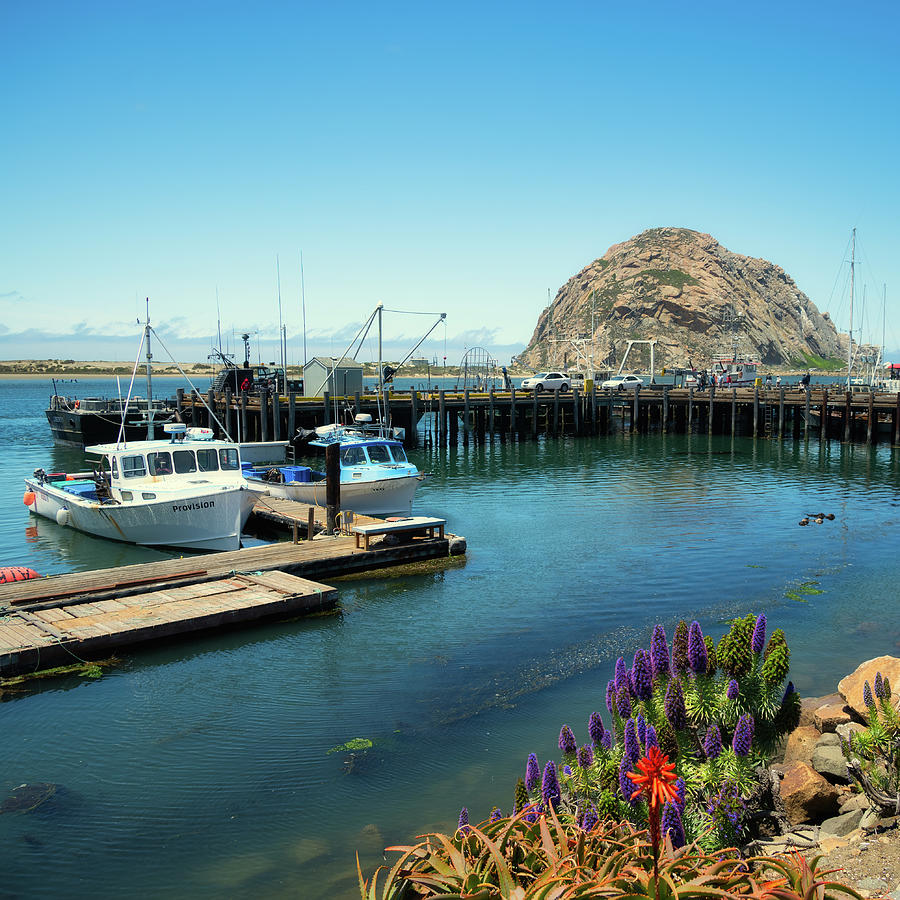 Morro Bay Harbor with Boats and Colorful Plants Photograph by Matthew DeGrushe