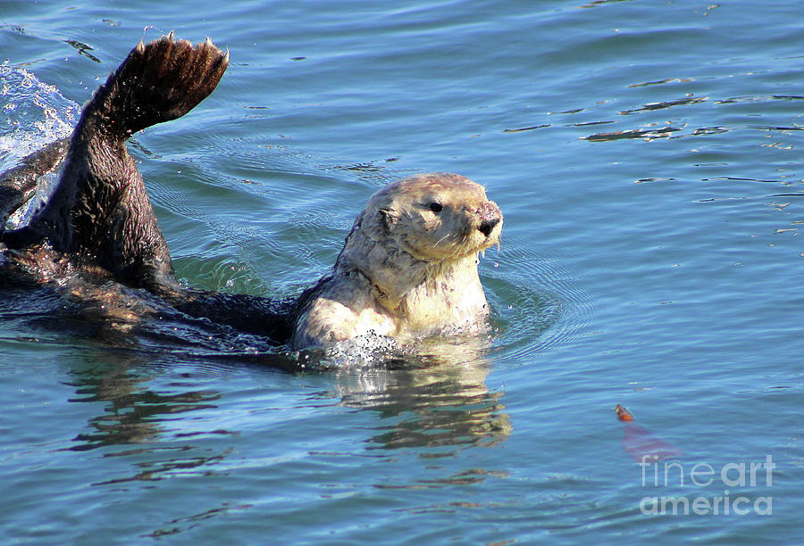Morro Bay Otter Photograph by Michael Rock