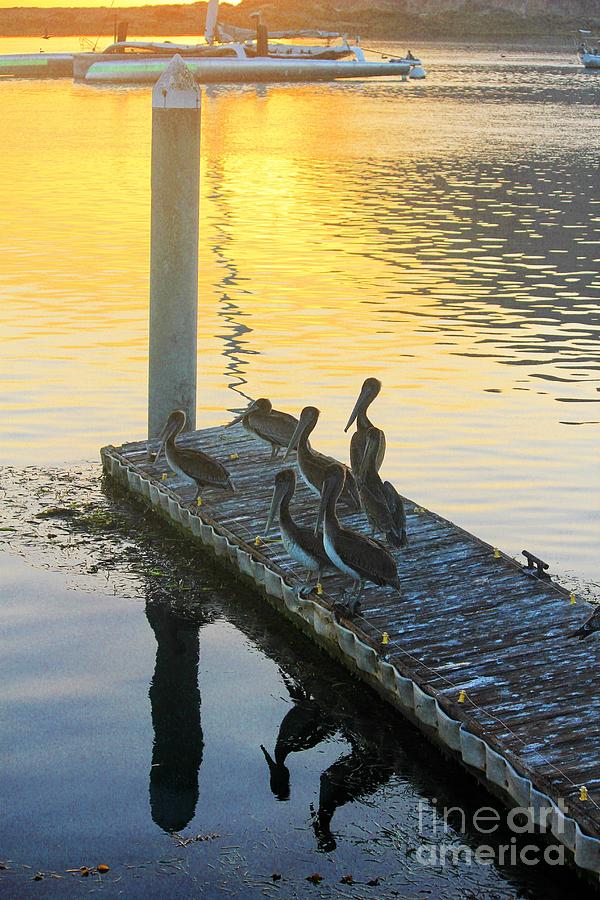 MORRO BAY Pelicans Photograph by Douglas Miller