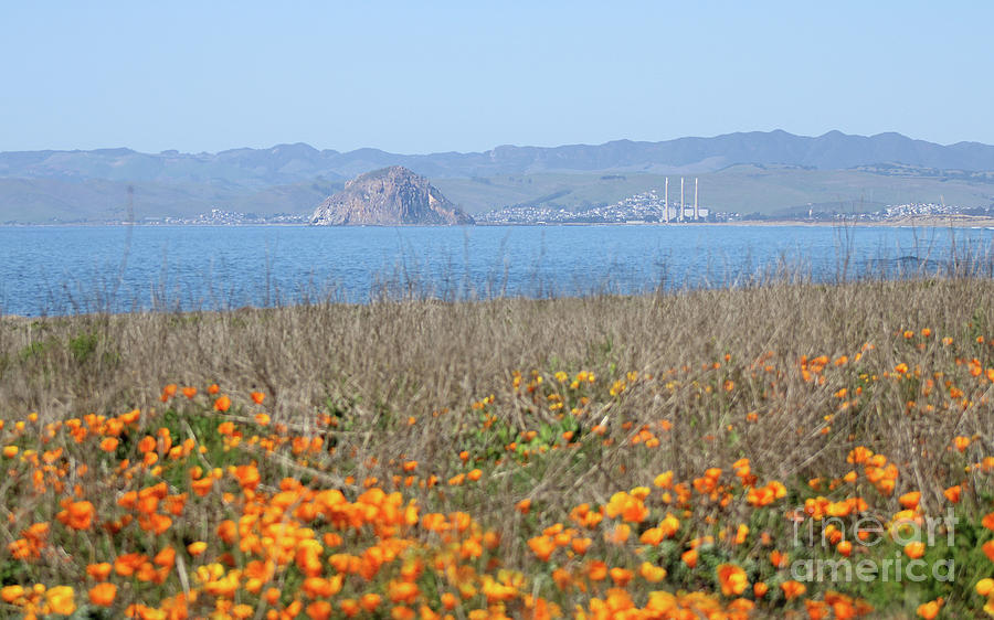 Morro Rock and California Wild Poppies Photograph by Michael Rock