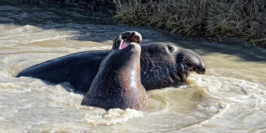 Mortified - Elephant Seal, California Photograph by KJ Swan