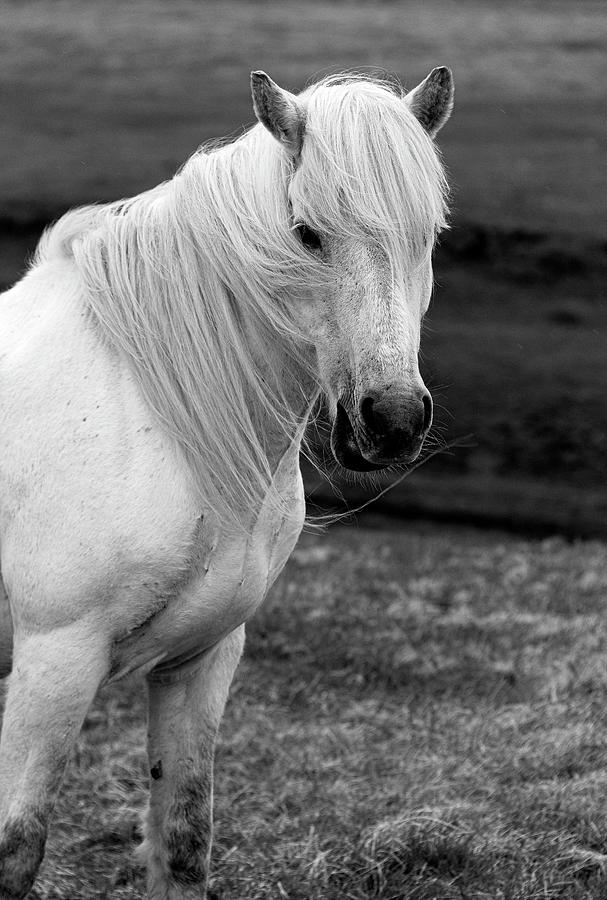 Morudalur Horse 3168 Photograph